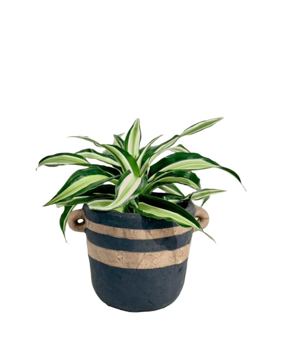 Dracaena Surprise - Image 15