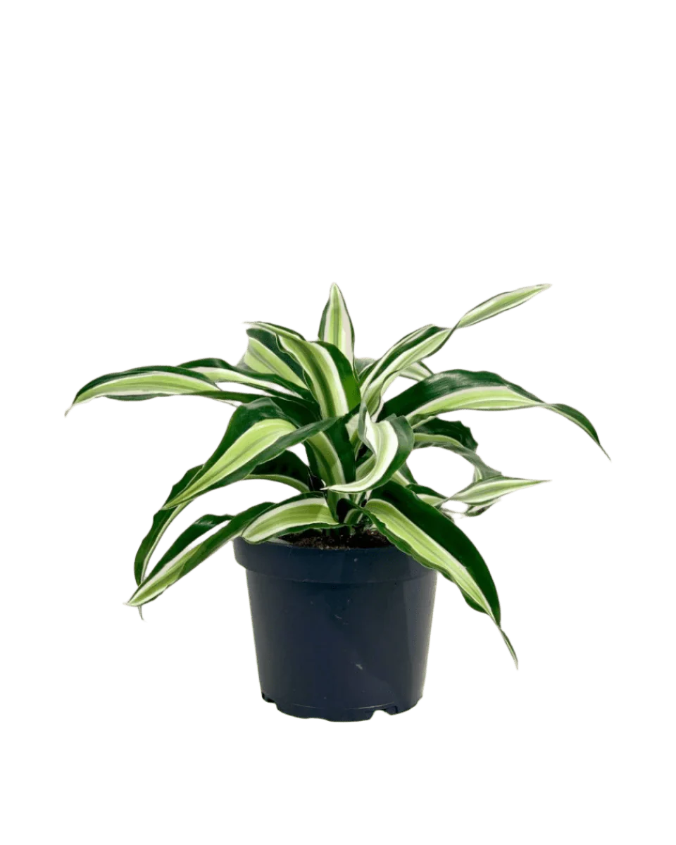 Dracaena Surprise - Image 16