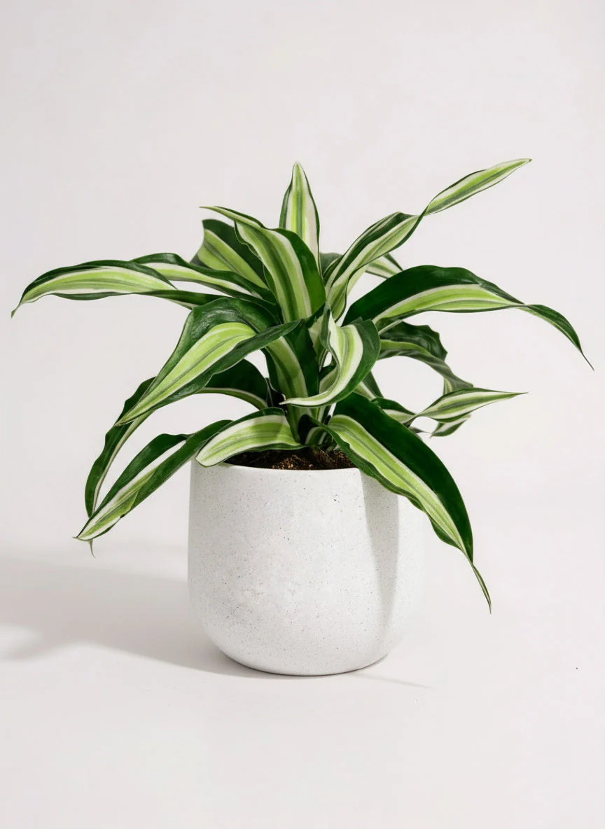 Dracaena Surprise - Image 5
