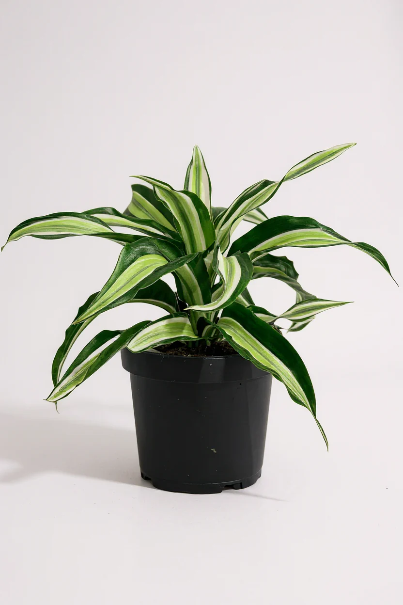 Dracaena Surprise - Image 6