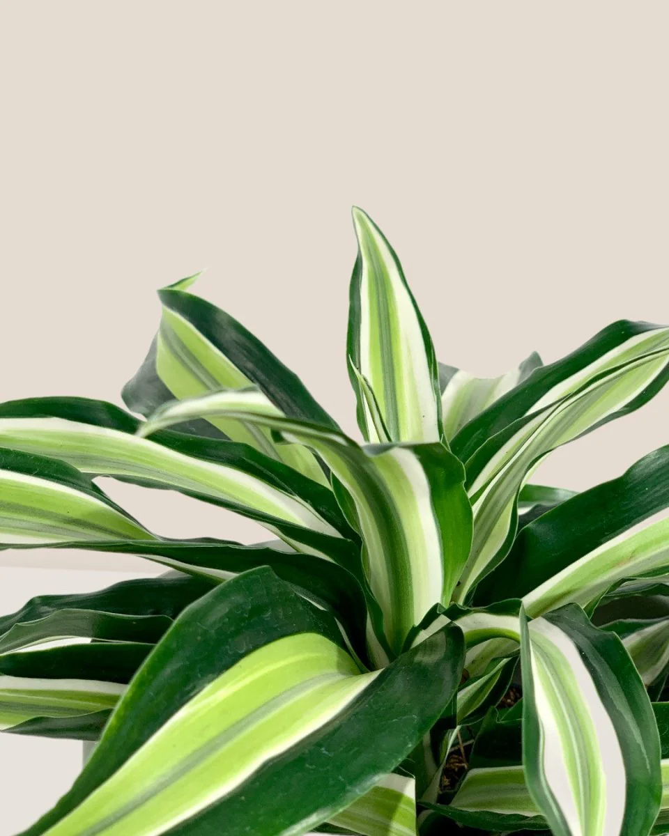 Dracaena Surprise - Image 7