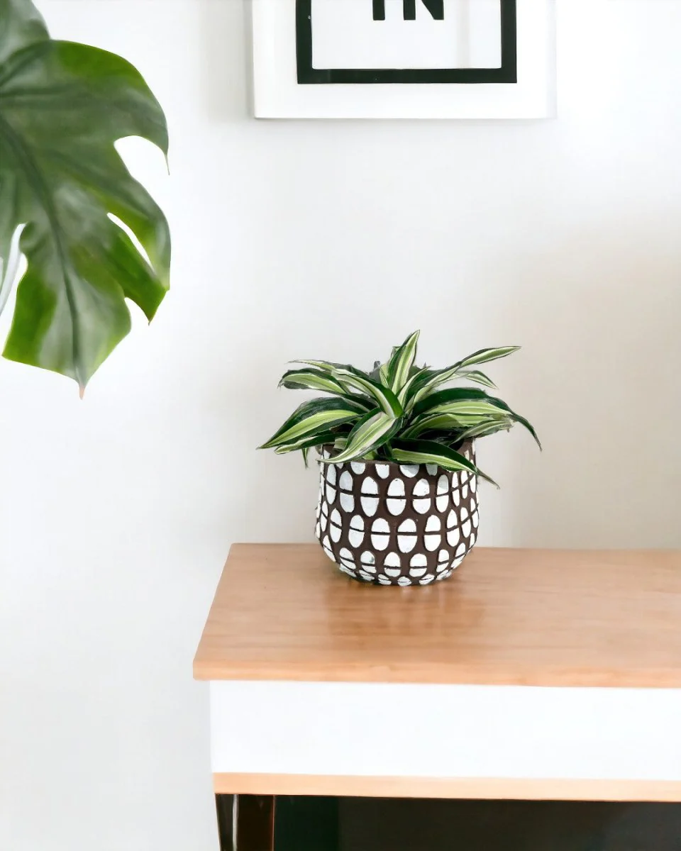 Dracaena Surprise - Image 8