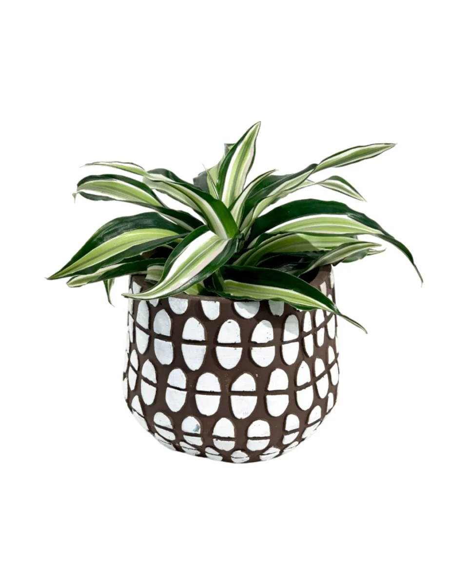 Dracaena Surprise - Image 9