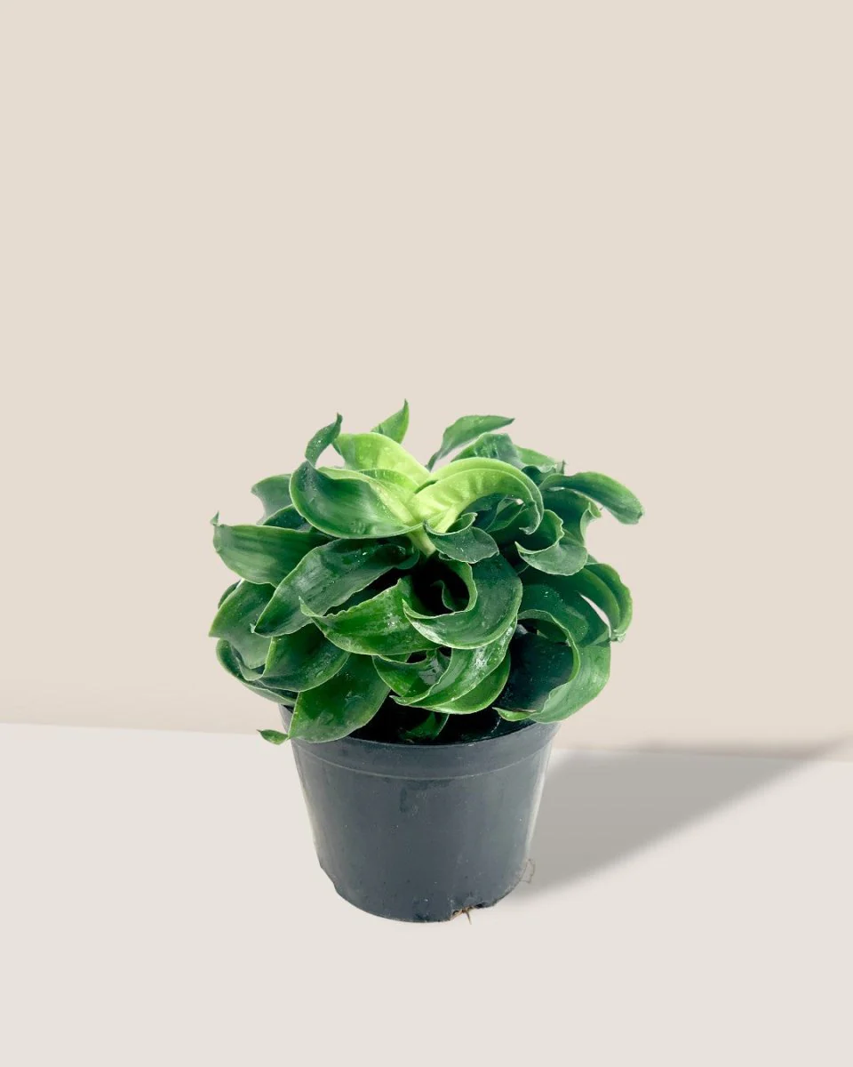Dracaena Tornado - Image 10