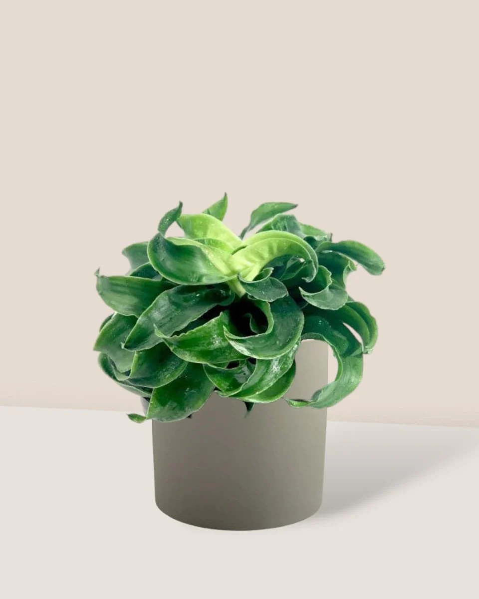 Dracaena Tornado - Image 11