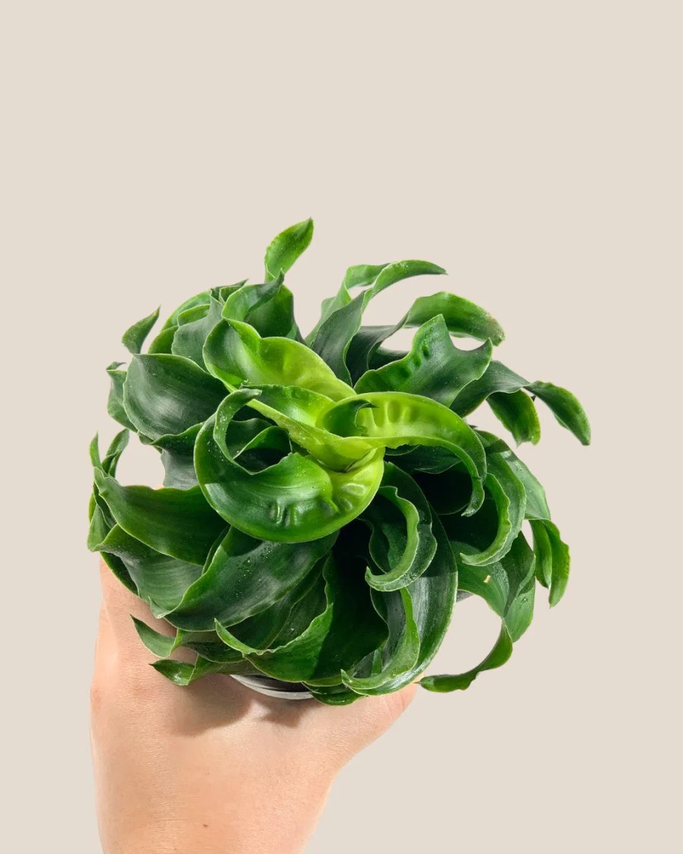 Dracaena Tornado - Image 12