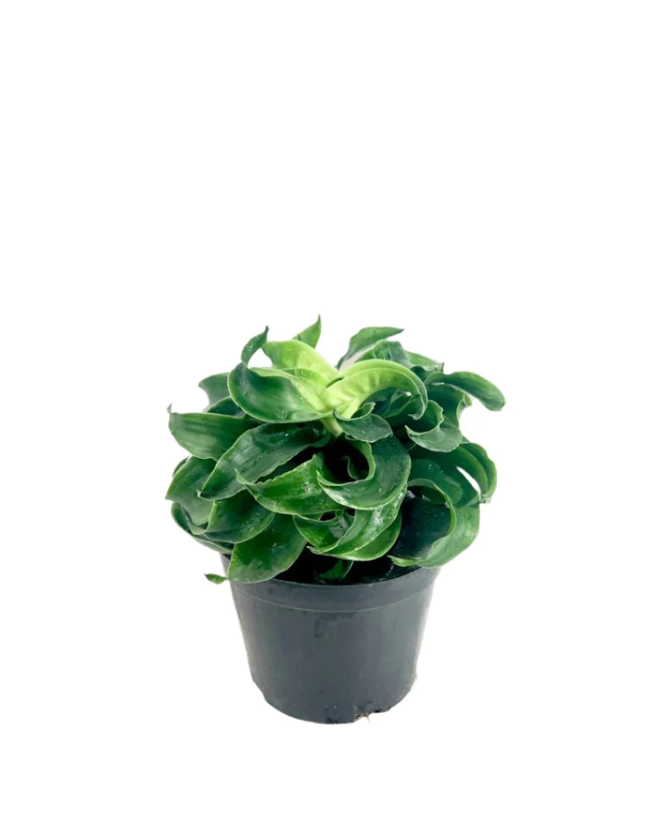 Dracaena Tornado - Image 13