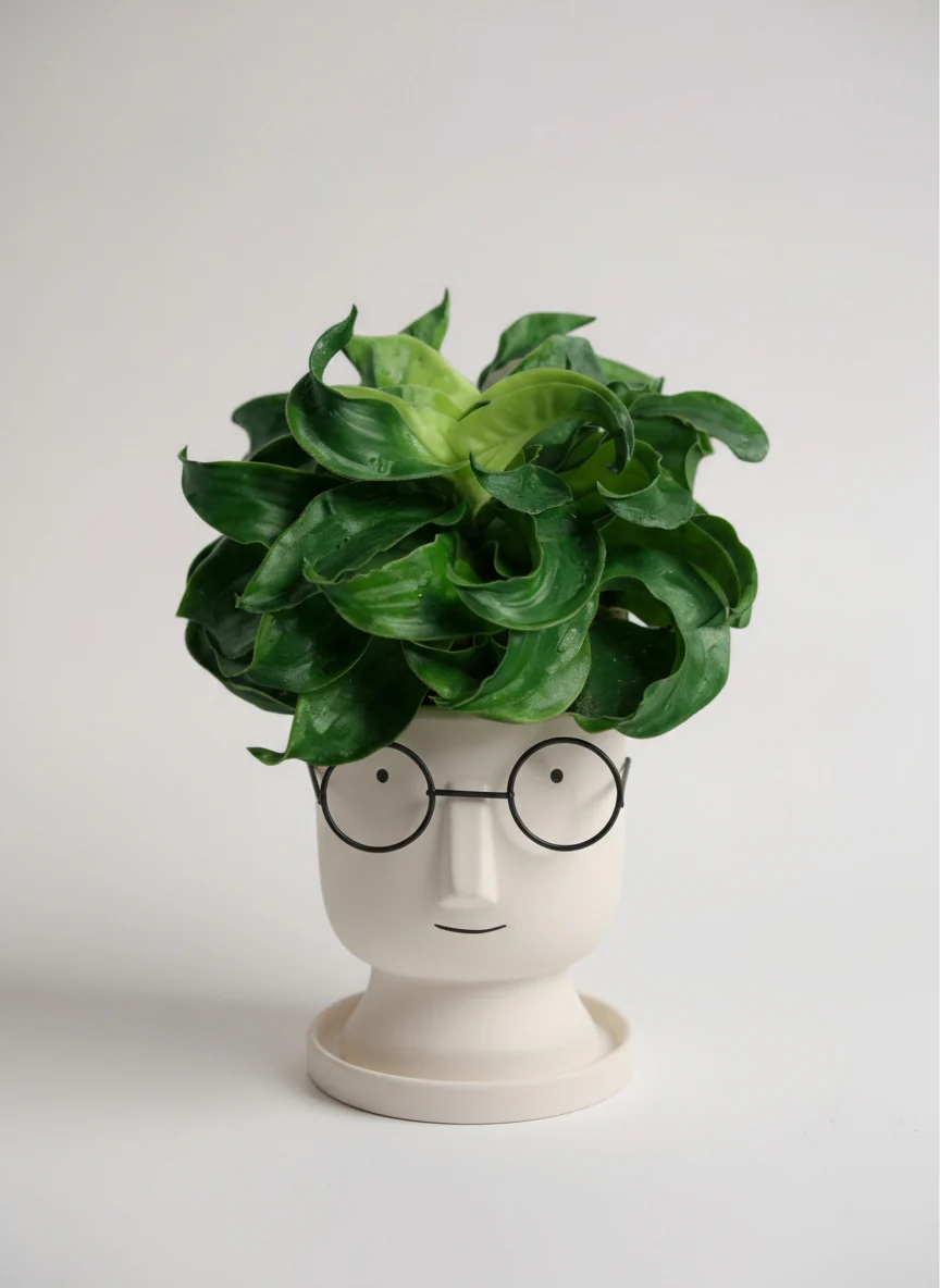 Dracaena Tornado - Image 5