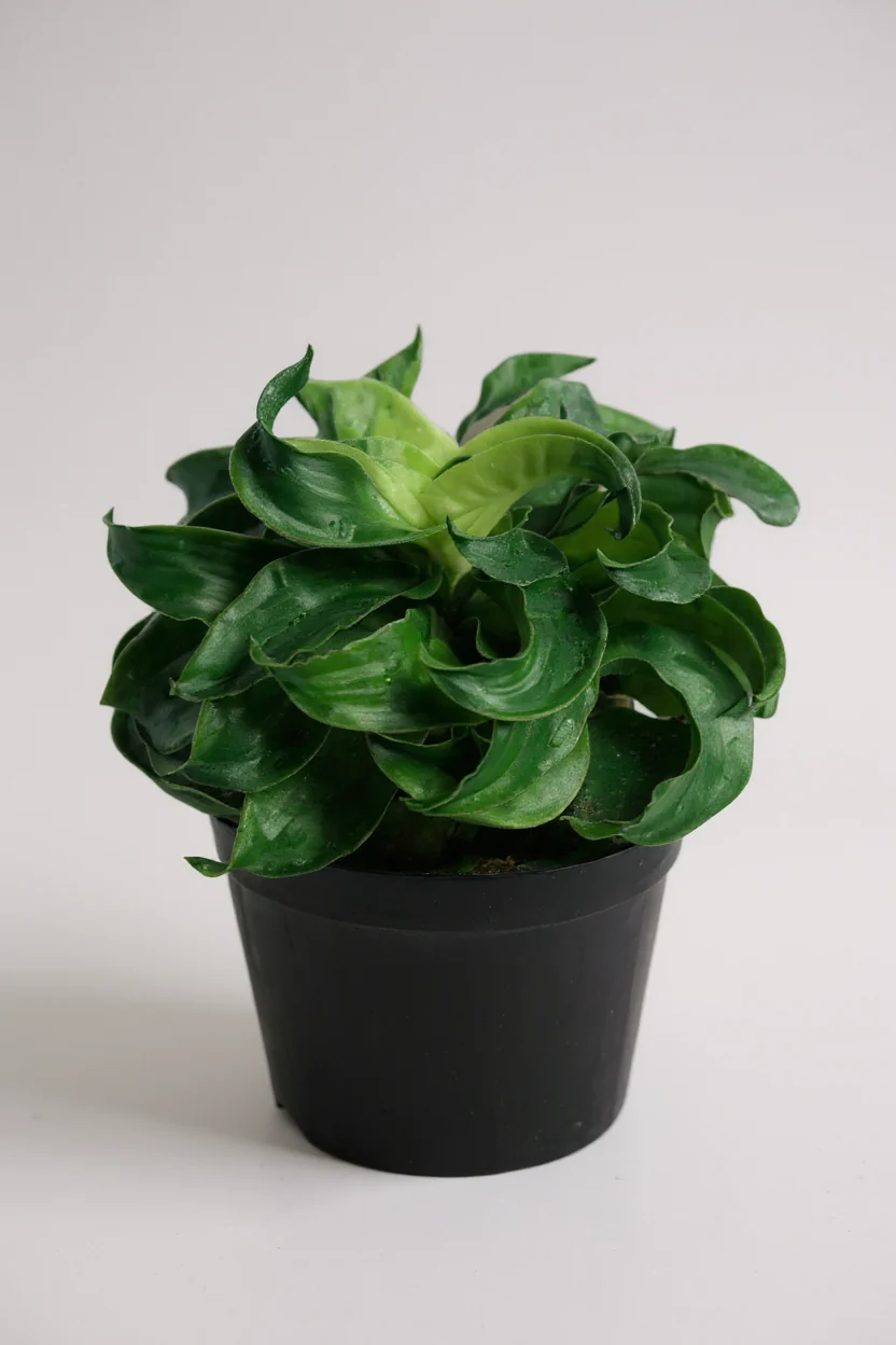 Dracaena Tornado - Image 6