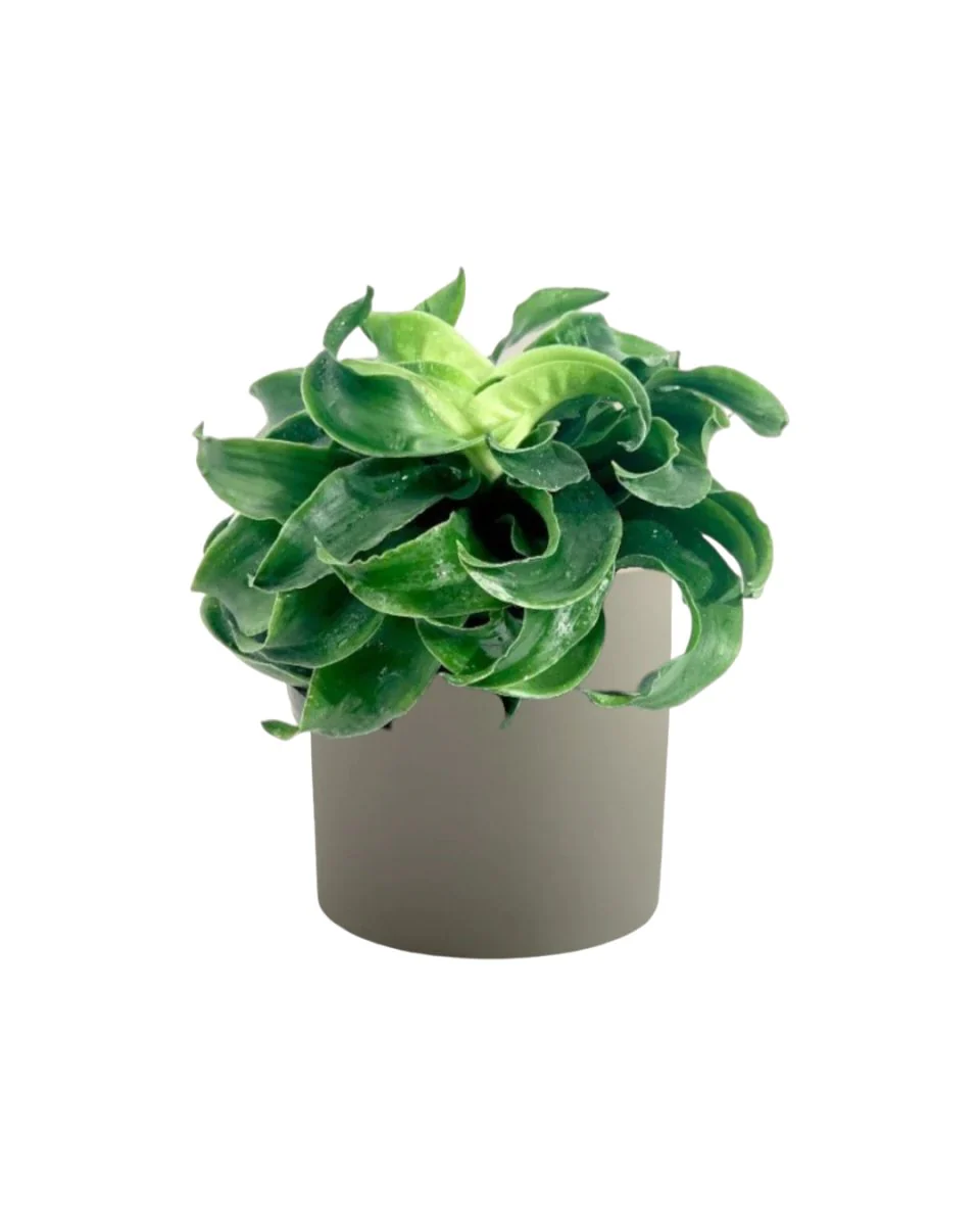 Dracaena Tornado - Image 8