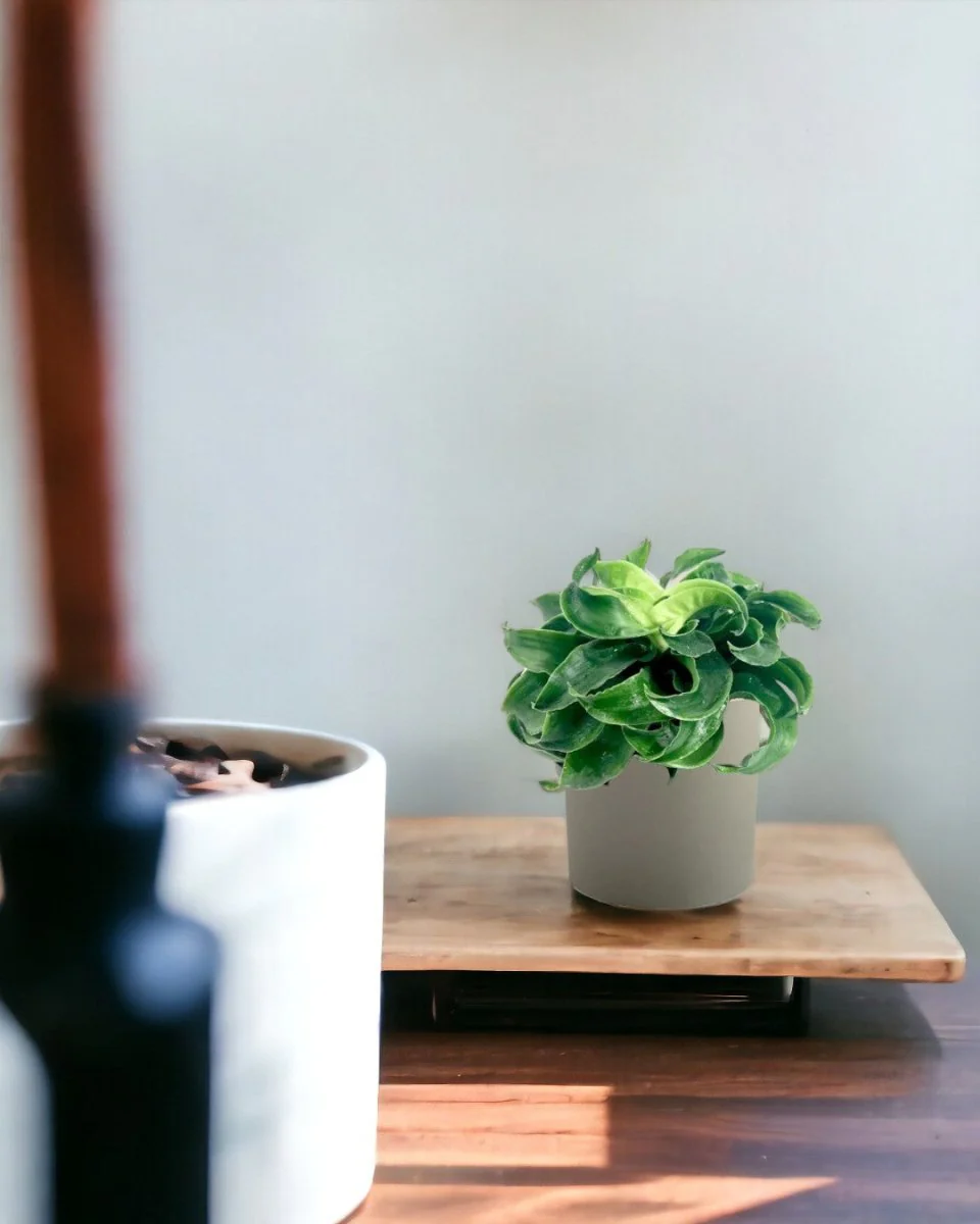 Dracaena Tornado - Image 9