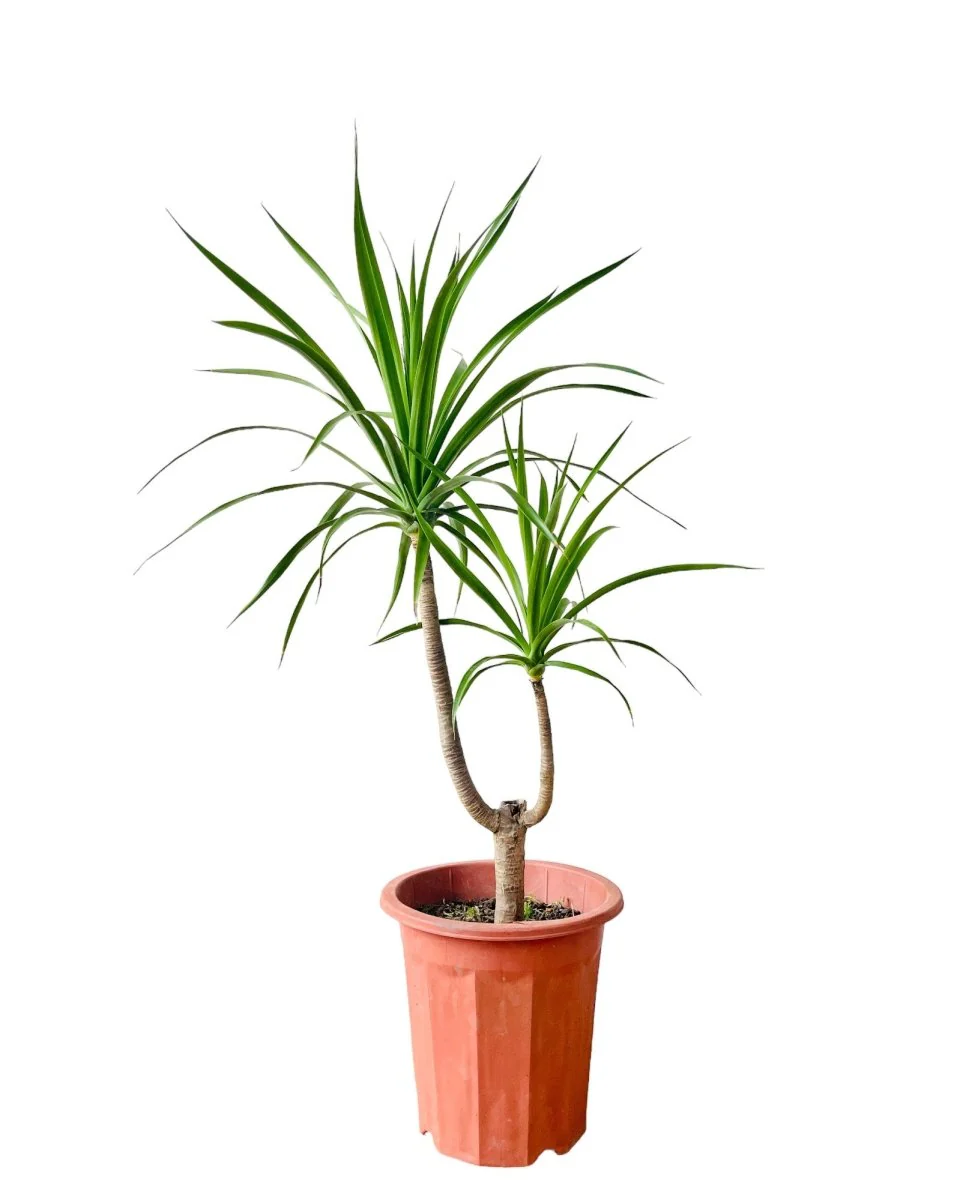 Dracaena Draco (single stem/head) - Image 10
