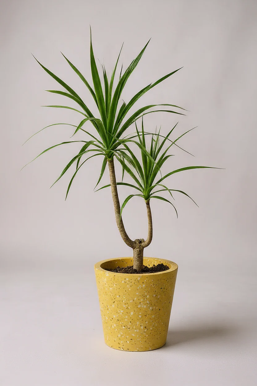 Dracaena Draco (single stem/head) - Image 3