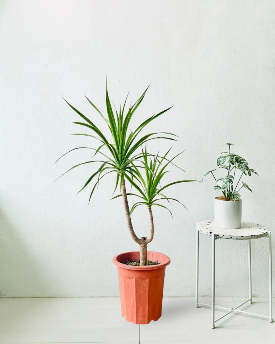Dracaena Draco (single stem/head) - Image 9
