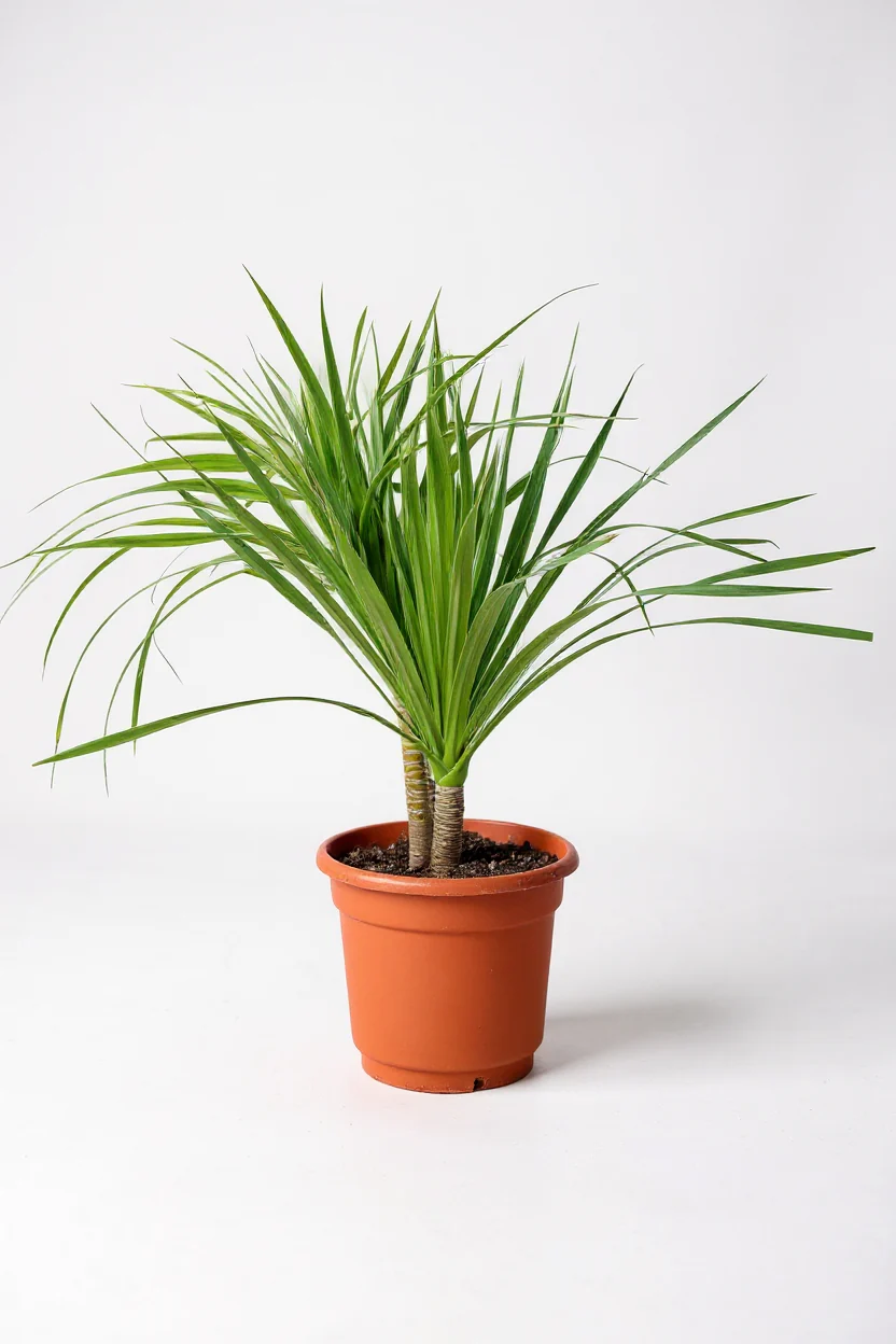 Dracena Dragon Tree (Single) - Image 4