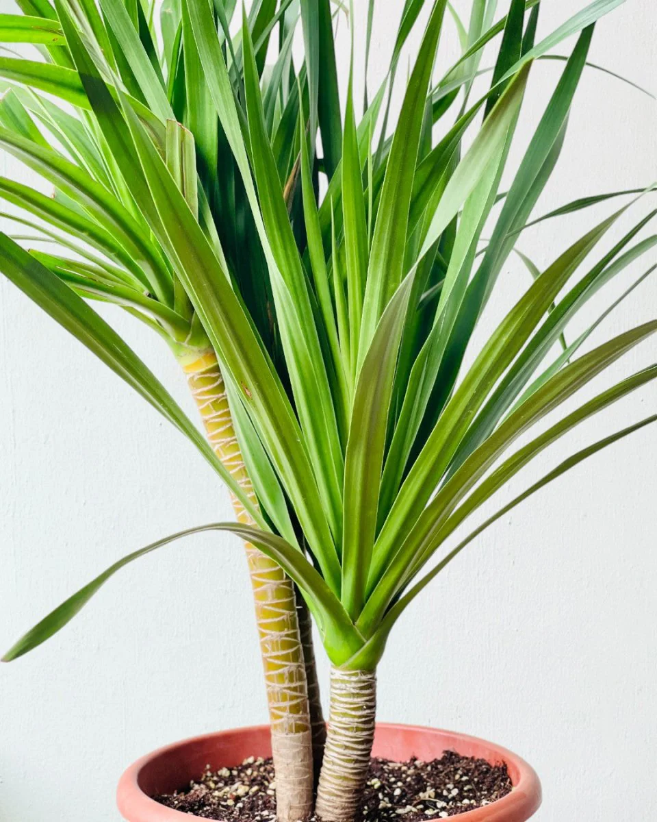 Dracena Dragon Tree (Single) - Image 5