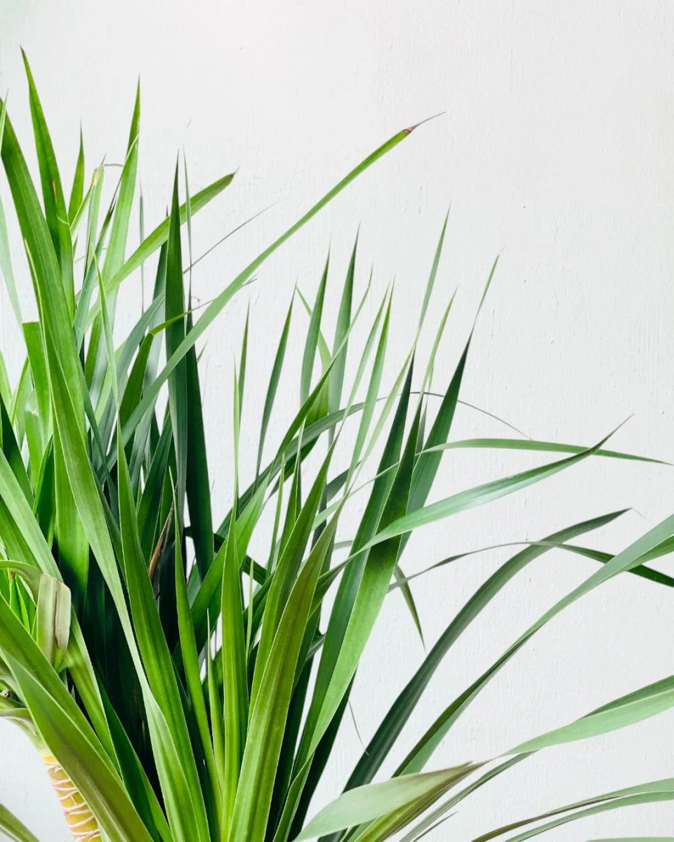 Dracena Dragon Tree (Single) - Image 6