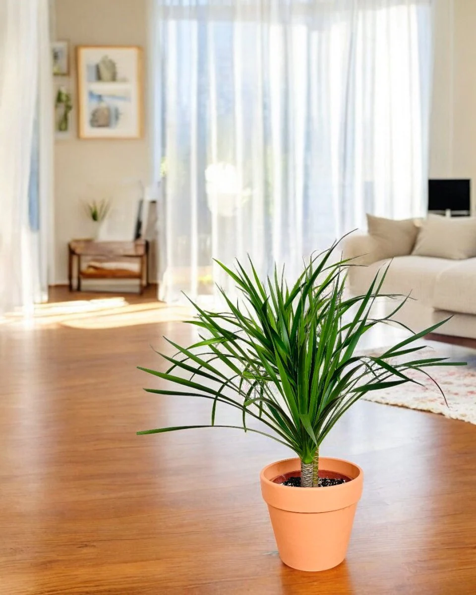 Dracena Dragon Tree (Single) - Image 7