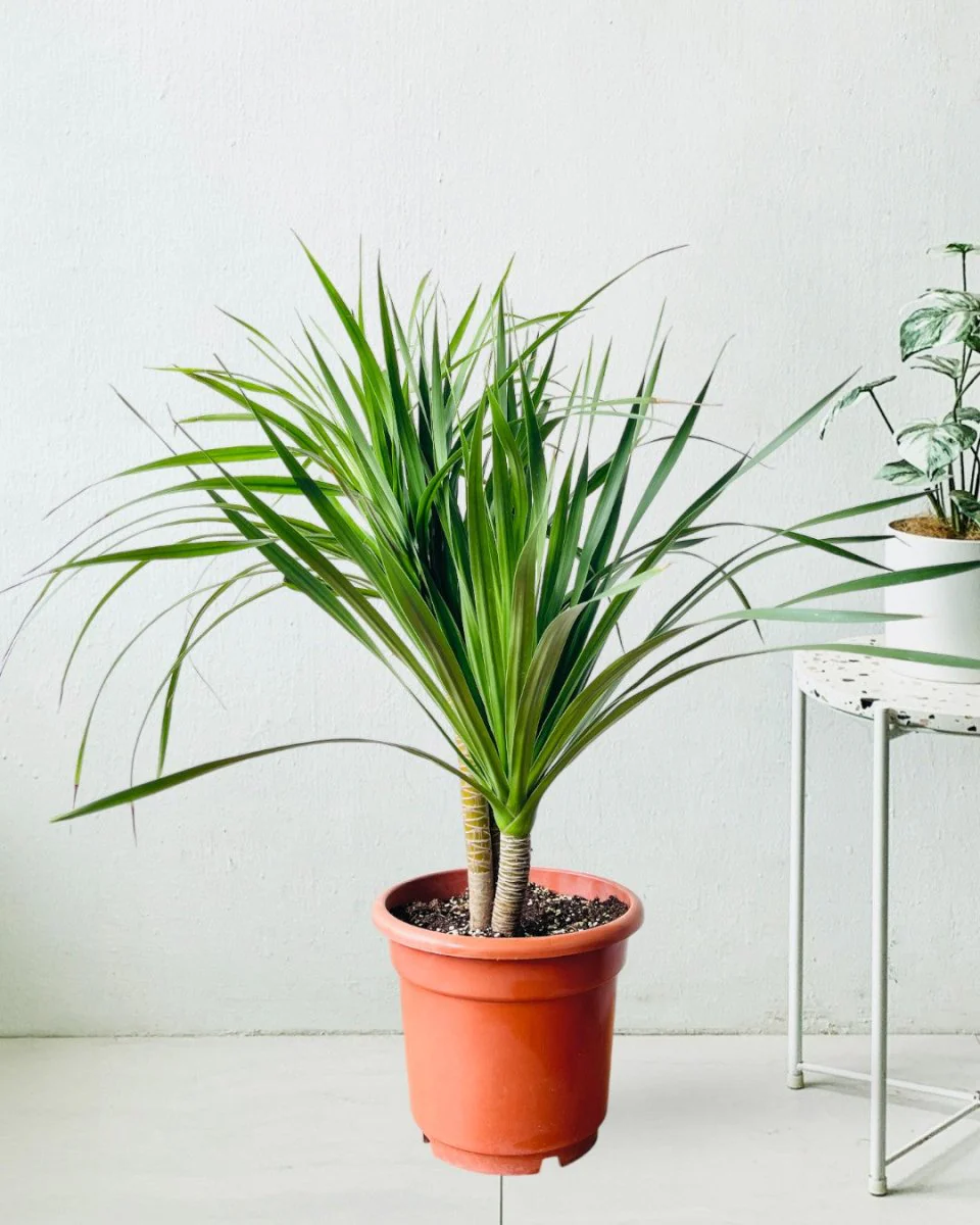 Dracena Dragon Tree (Single) - Image 8