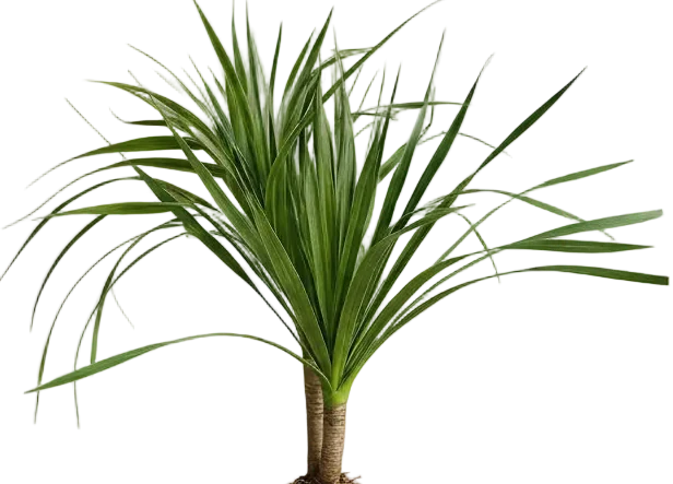 Dracena Dragon Tree (Single) - Image 9