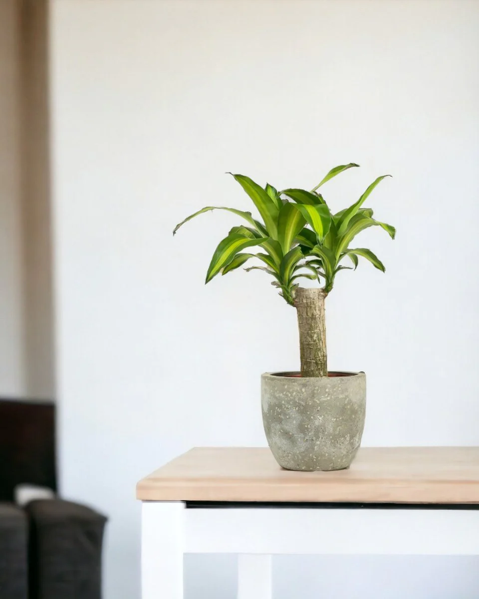Dracena Fragrans Iron Tree Single Stem (0.6m) - Image 2