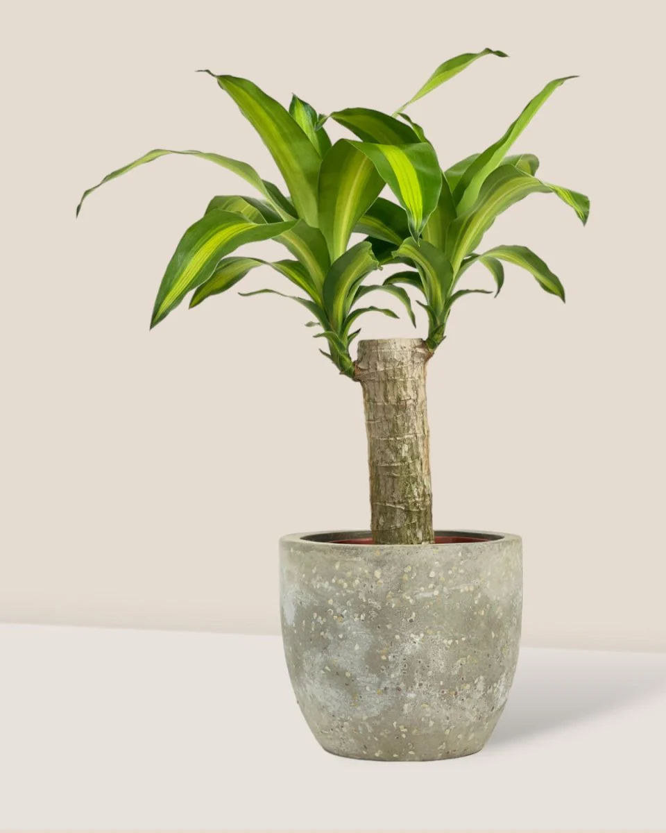 Dracena Fragrans Iron Tree Single Stem (0.6m) - Image 3