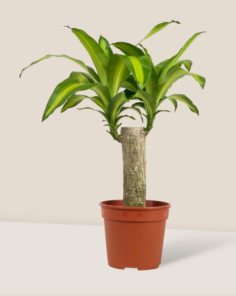 Dracena Fragrans Iron Tree Single Stem (0.6m) - Image 4