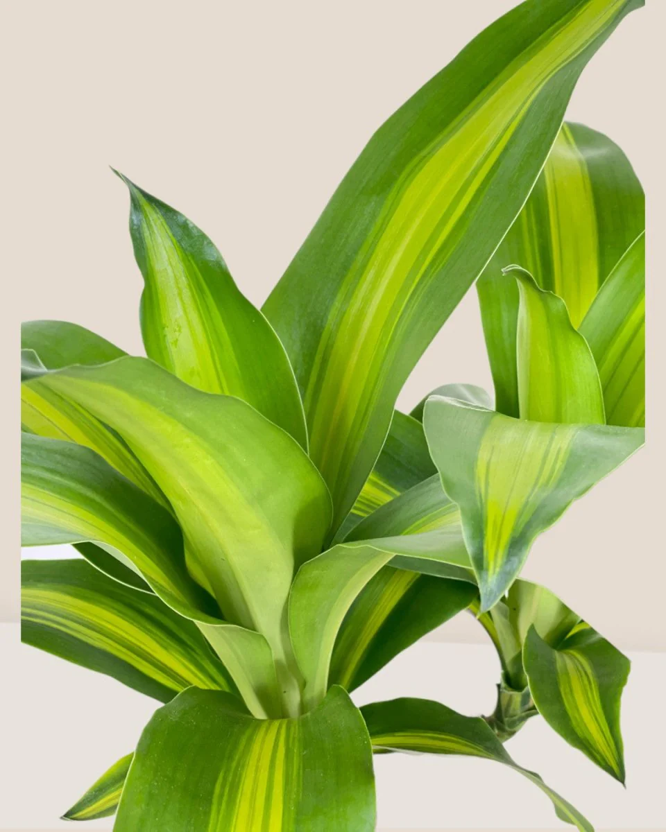 Dracena Fragrans Iron Tree Single Stem (0.6m) - Image 5