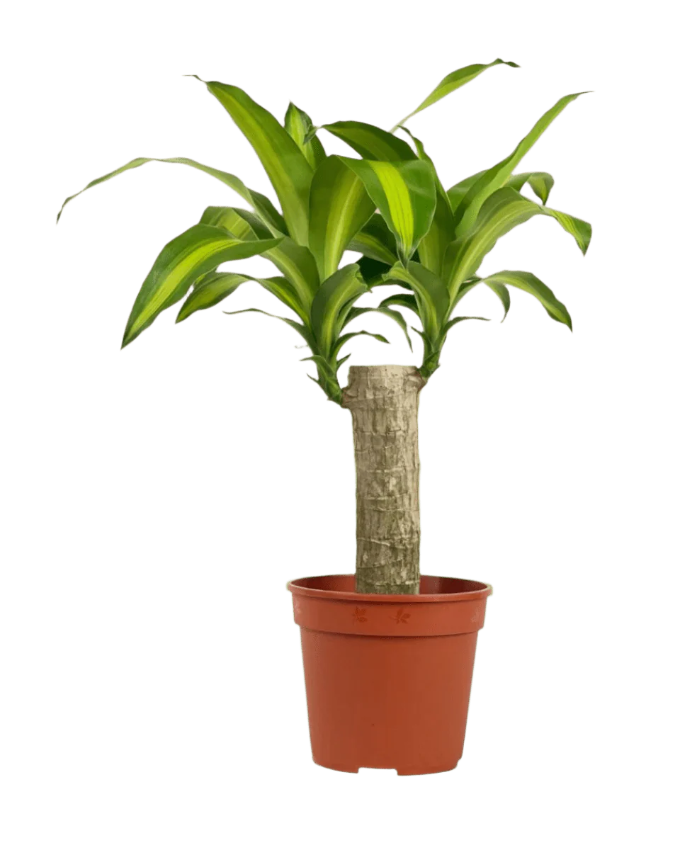 Dracena Fragrans Iron Tree Single Stem (0.6m) - Image 6