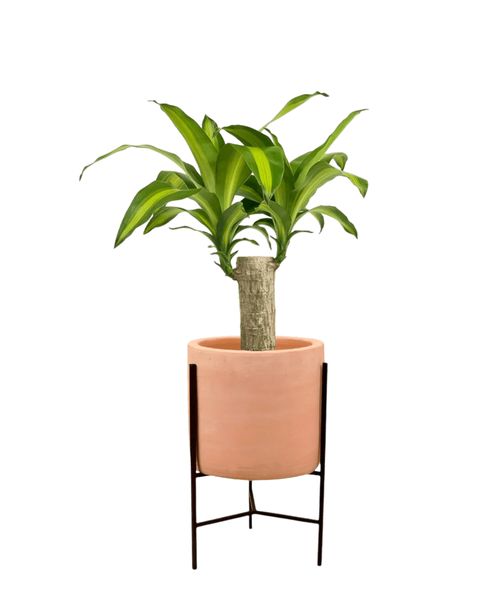 Dracena Fragrans Iron Tree Single Stem (0.6m) - Image 7