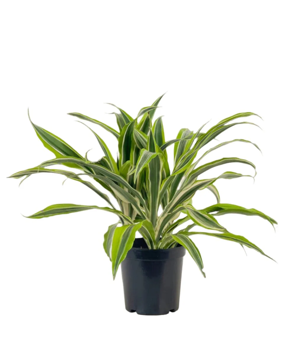 Dracena Fragrans Lemon Lime - Image 10