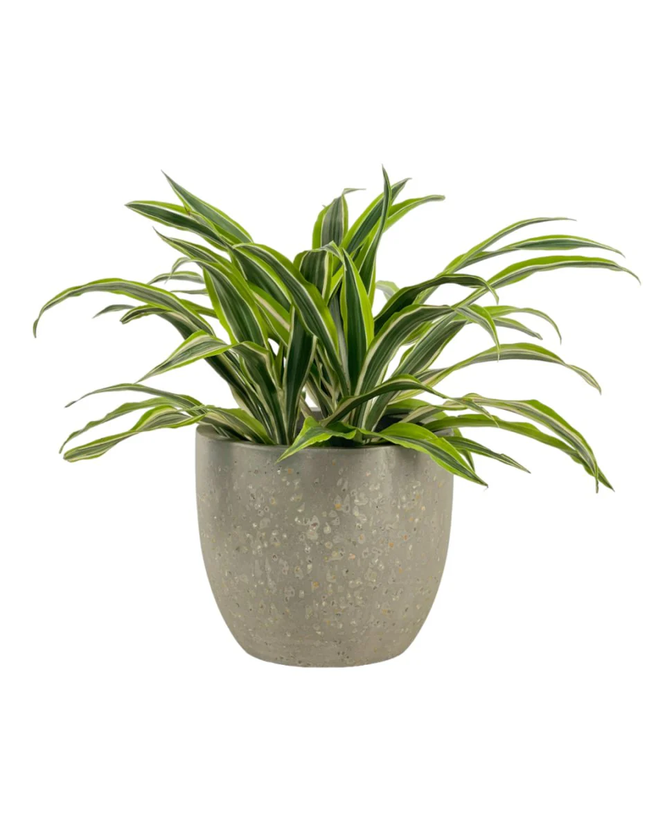 Dracena Fragrans Lemon Lime - Image 11