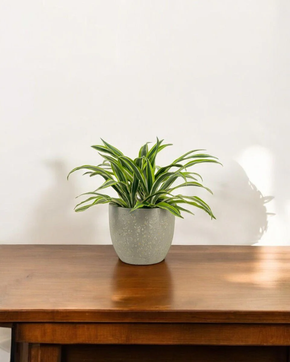 Dracena Fragrans Lemon Lime - Image 12