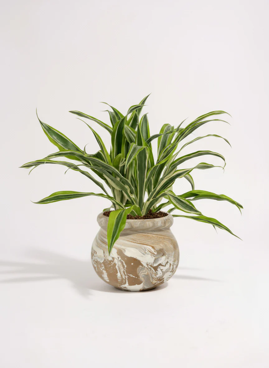 Dracena Fragrans Lemon Lime - Image 5