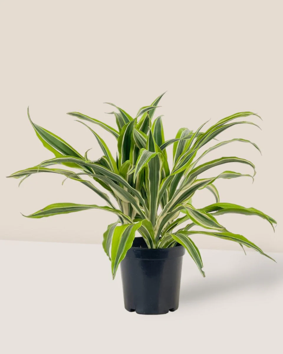 Dracena Fragrans Lemon Lime - Image 6