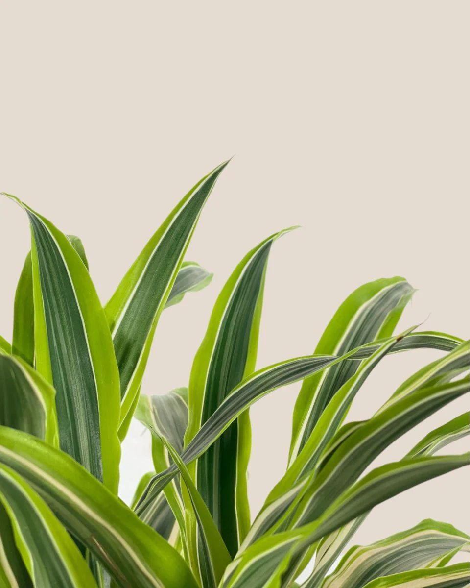 Dracena Fragrans Lemon Lime - Image 7