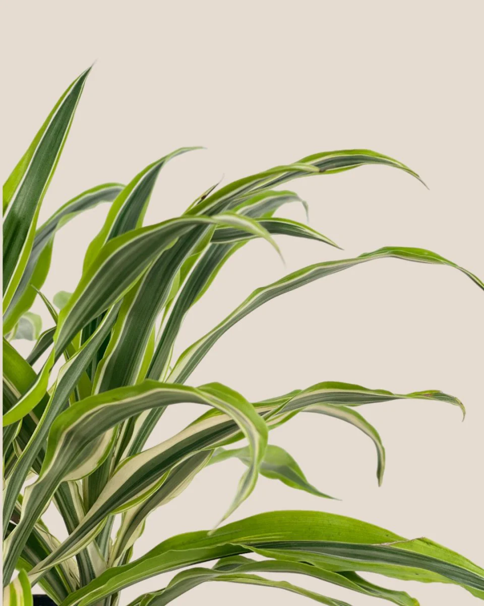 Dracena Fragrans Lemon Lime - Image 8