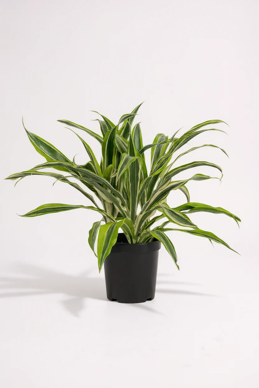 Dracena Fragrans Lemon Lime - Image 9