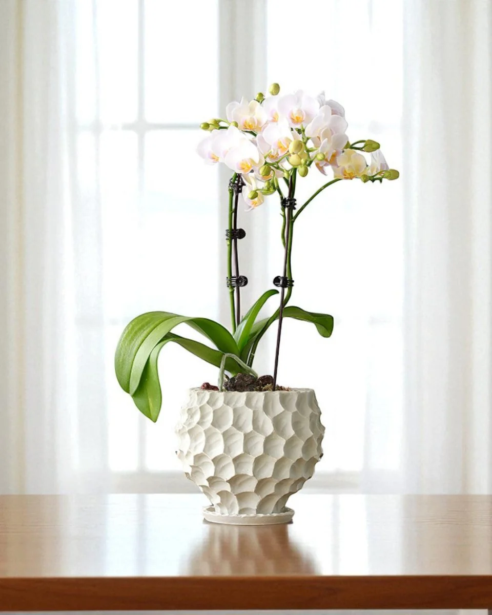 Durian Planter