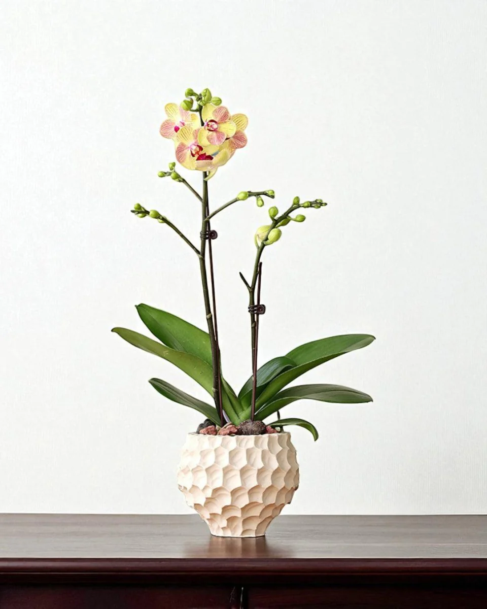 Durian Planter - Image 2