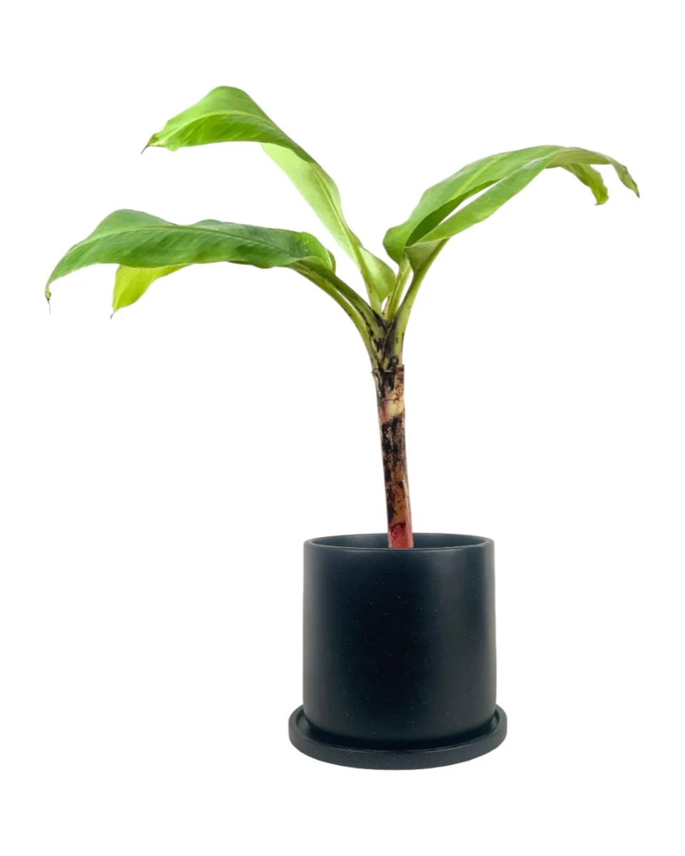 Banana Tree - Image 10