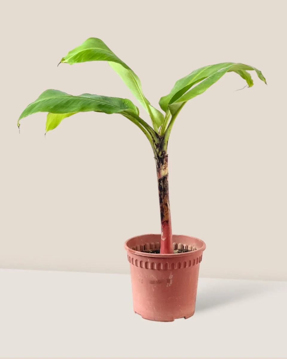 Banana Tree - Image 11
