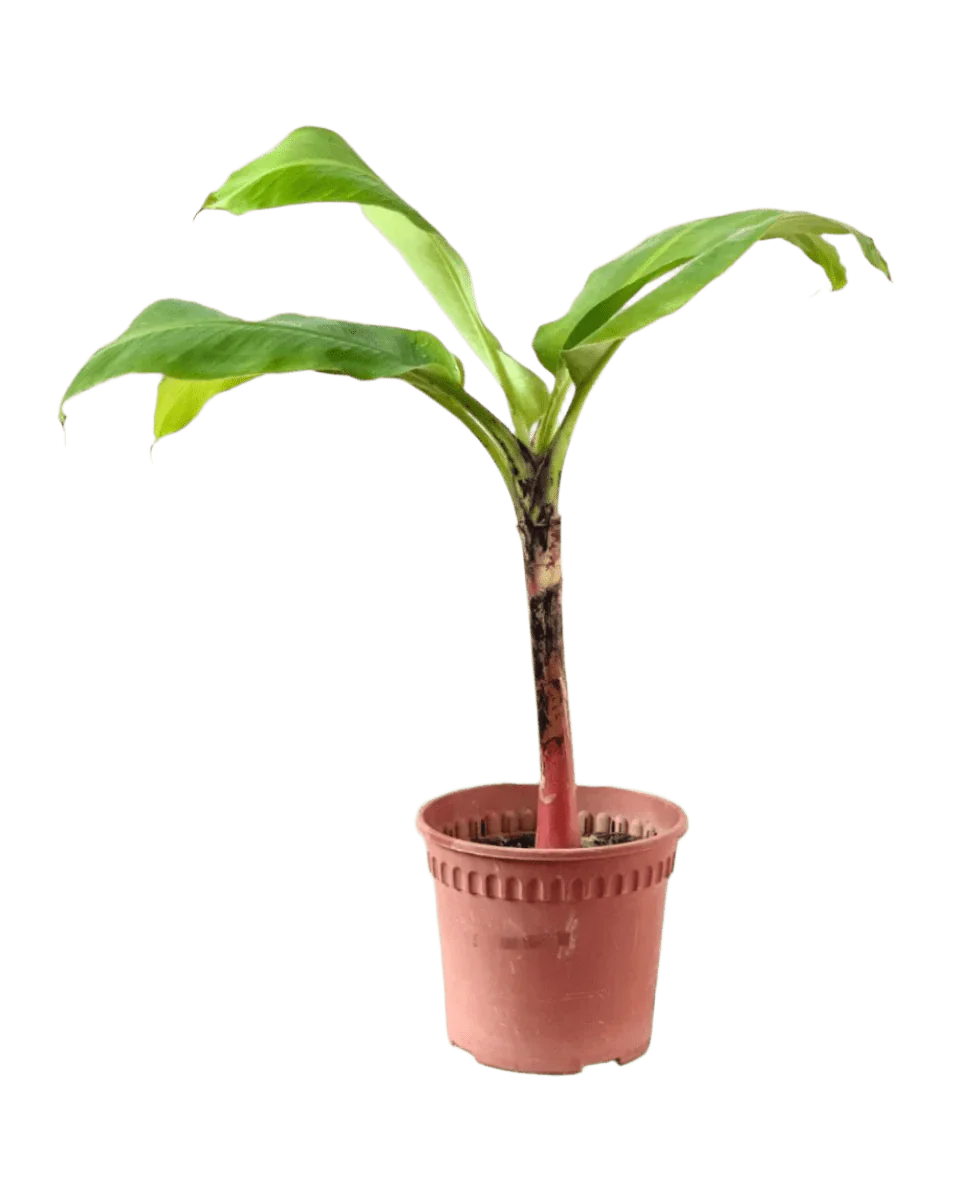 Banana Tree - Image 12