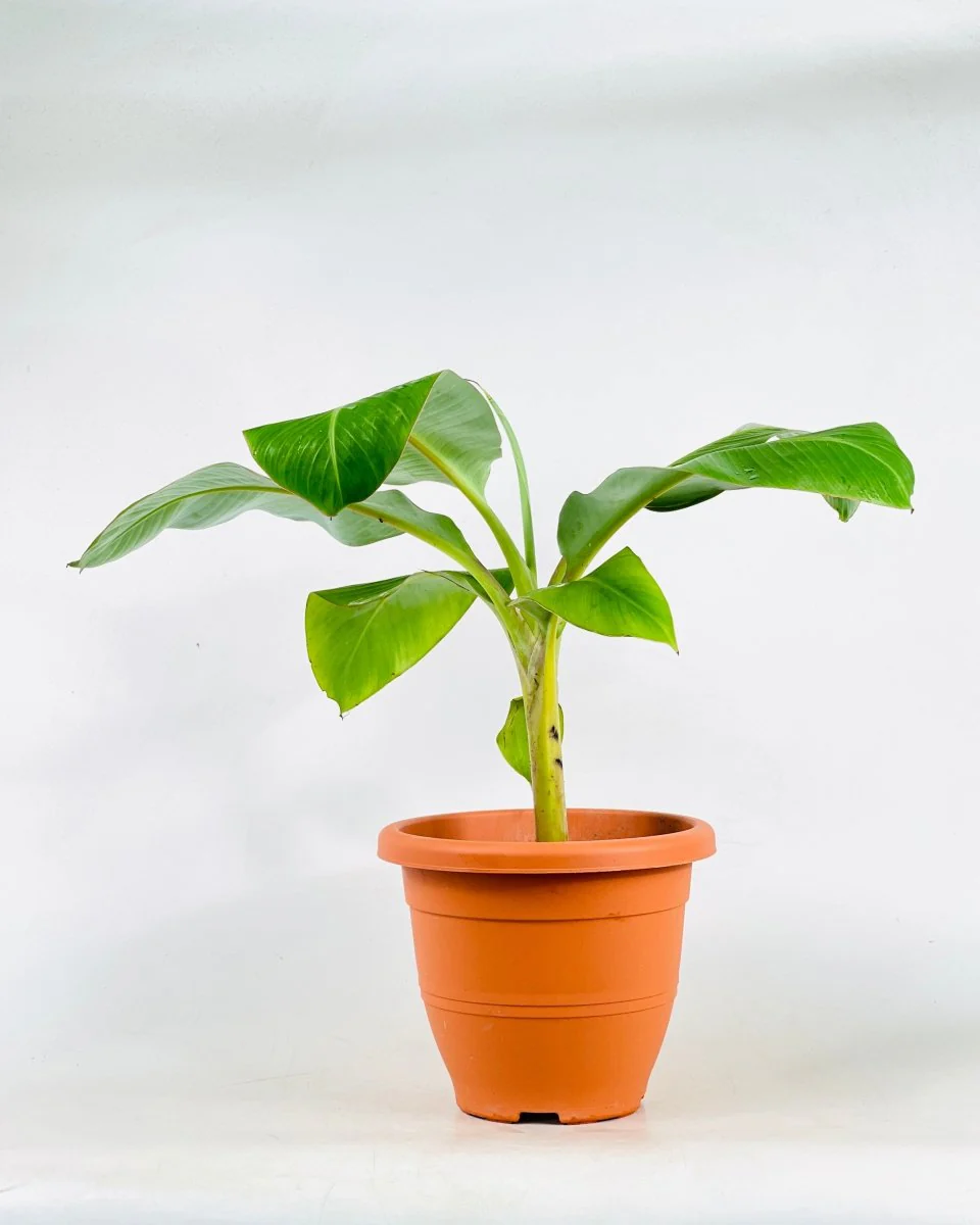 Banana Tree - Image 13
