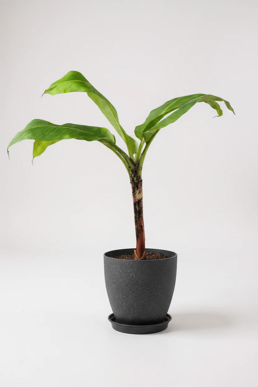 Banana Tree - Image 4