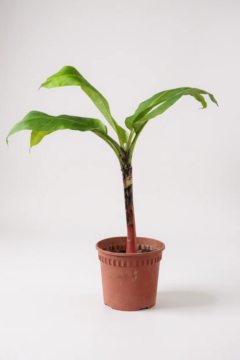Banana Tree - Image 5