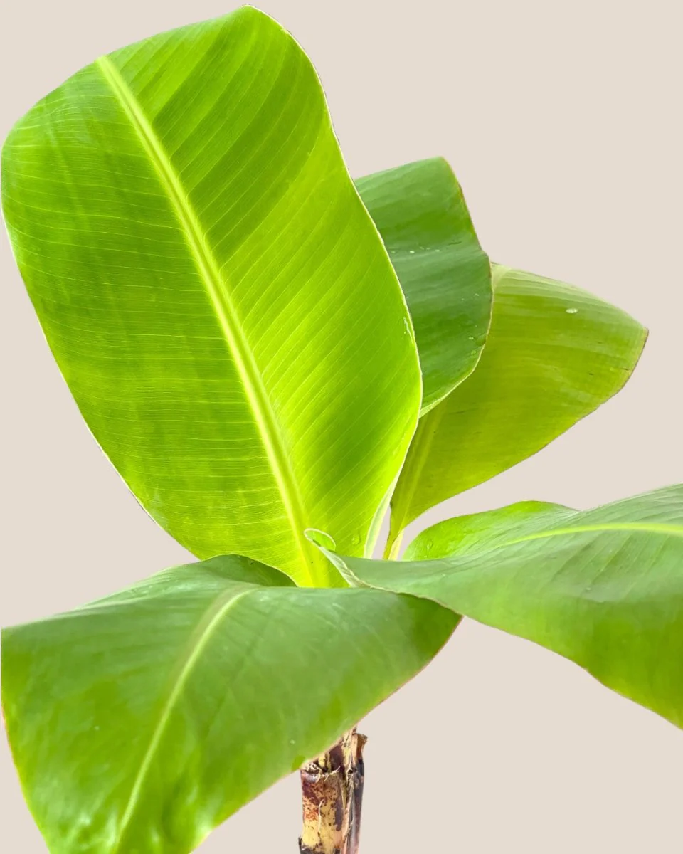 Banana Tree - Image 6
