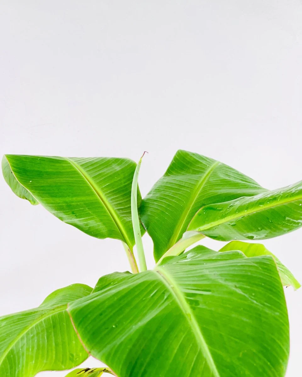 Banana Tree - Image 7