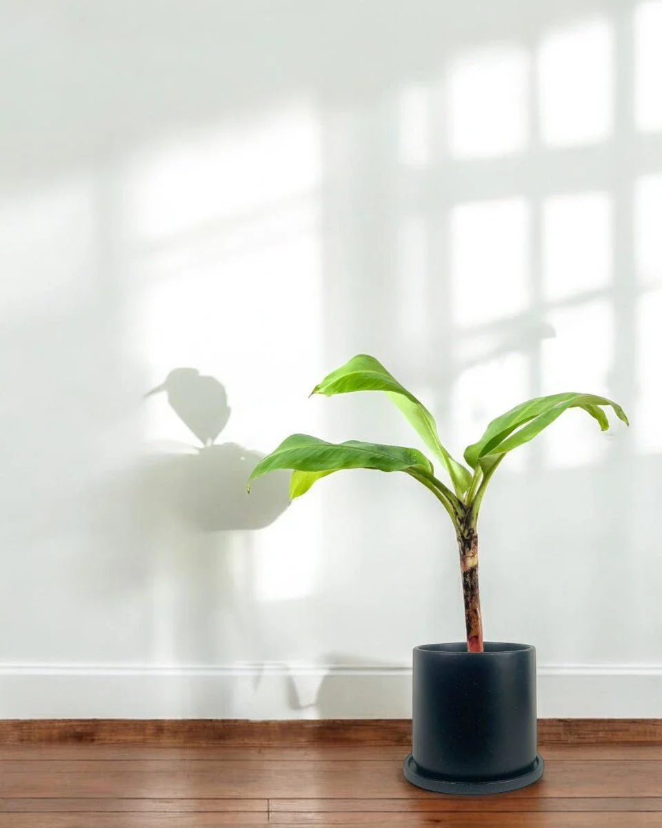 Banana Tree - Image 8