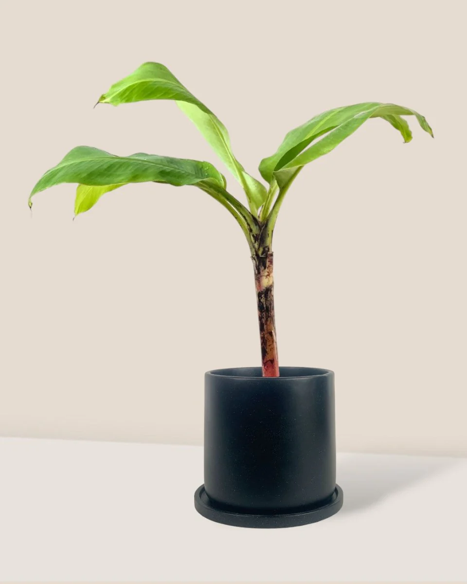 Banana Tree - Image 9